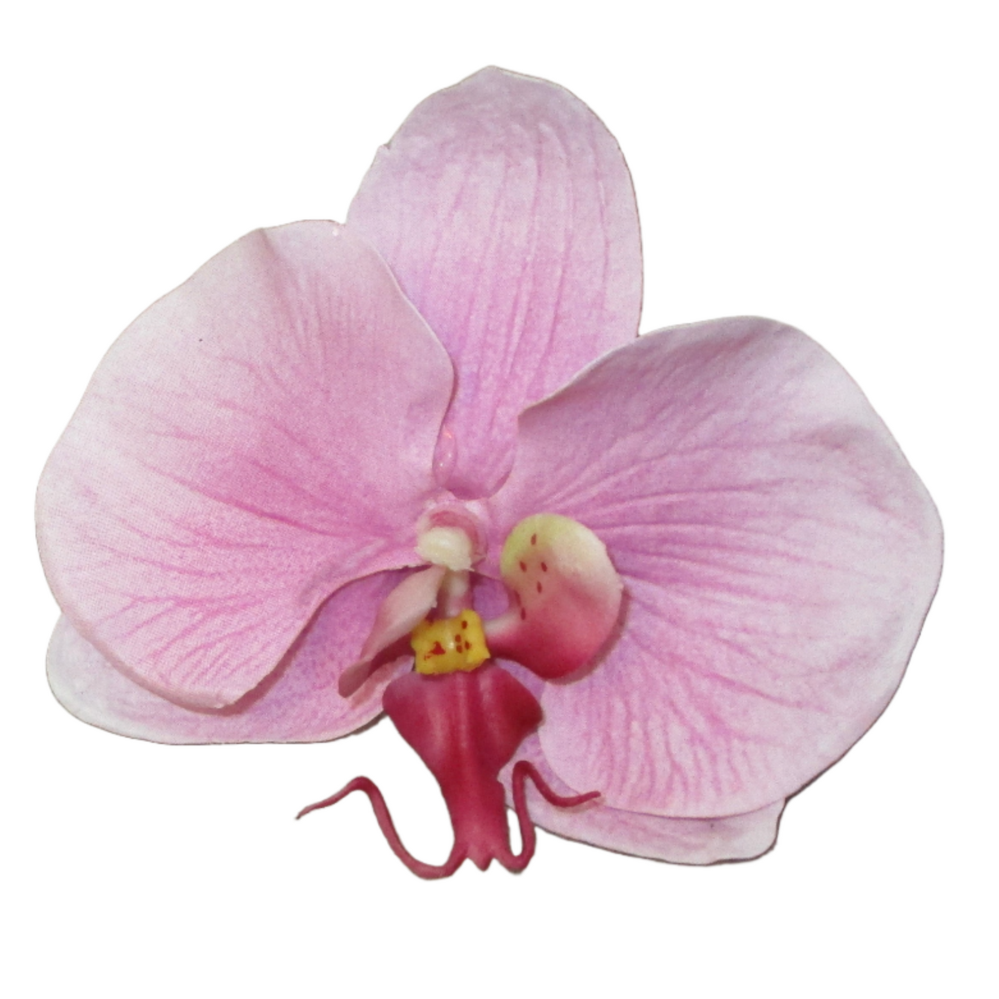 Orchid Clip in Classic Pink
